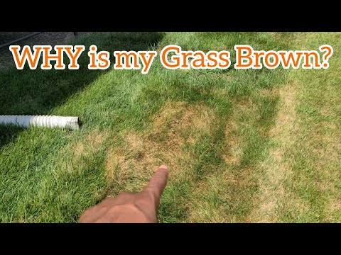 How to treat BROWN PATCH FUNGUS