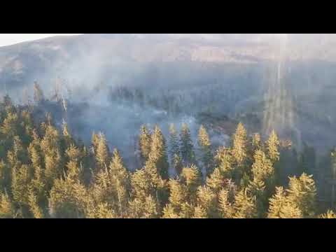 Incendiu padure Bistra Muresului