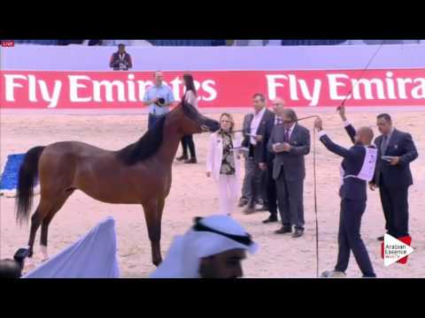 N.201 MNAWER ATHBAH - Dubai 2016 - Colts 3 years old (Class 11)