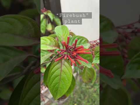 , title : 'Plant “Firebush”🌱 | gardenfluent