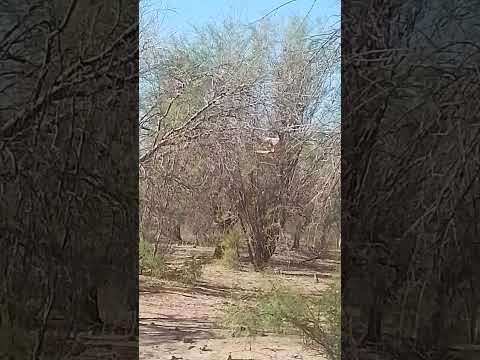 la ivancito punta del agua san juan