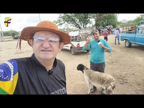 FEIRA DE ANIMAIS EM BOA VISTA-PB - 14/02/2026