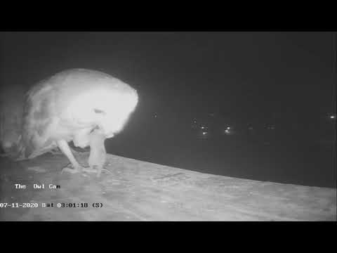 07/11/20 Owlet falls off the nest box during the food exchange between parent and young.