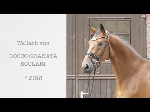 Wallach von RoccoGranata - Scolari - For Sale
