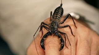 6 Vinegarroon Scorpion Facts & Care Tips | Pet Tarantulas