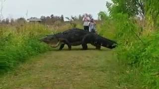 Гигантского крокодила сняли на камеру во Флориде