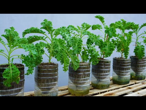 Amazing ideas for Making Flower Pot Recycling plastic Bottles into flower Pot