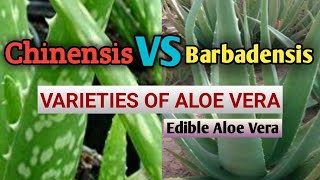 World popular edible aloe Vera || Varieties of Aloe Vera || Edible aloe Vera ||