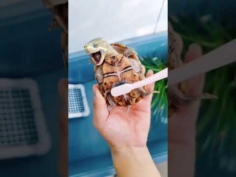 cuki teki mosdatás  #teki #teknos #teknősbéka #teknosbeka #teknős #turtle #napicuki