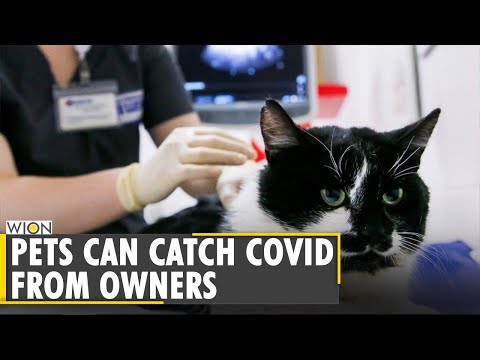 Pets can catch Covid virus from their owners: Study - YouTube