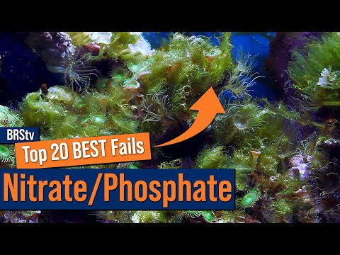 Top 20 Nitrate & Phosphate Mistakes You're Making Right Now In Your Reef Tank.