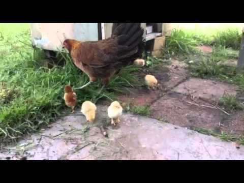 Lucas's chickens