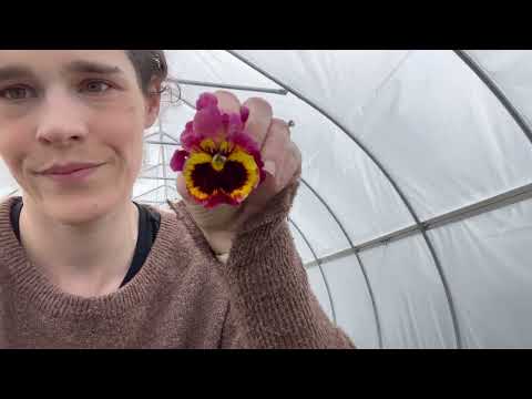 Greenhouse update; ranunculus hacks and what's blooming in the high tunnel!