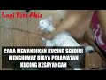 CARA MEMANDIKAN GROMING KUCING SENDIRI