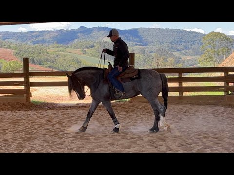O INFINITO MUNDO DO CAVALO- LEANDRO VIEIRA LUANAHANCH LEOBERTO LEAL SC