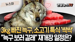 열흘 동안 몸무게 3kg 빠진 늑구, 지금은 특별 회복 중 소고기·닭고기 싹싹 비웠어요｜늑구 보러 가고 싶은데…오월드 재개장 언제? [뉴스와] / 연합뉴스TV