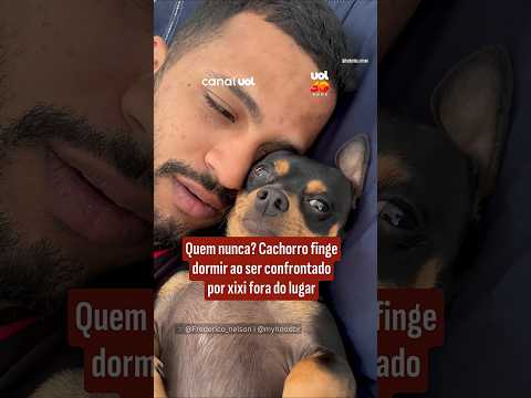 Quem nunca? Cachorro finge dormir ao ser confrontado por xixi fora do lugar