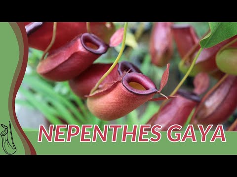 Quick Guide to NEPENTHES GAYA! "Pitcher Plant"