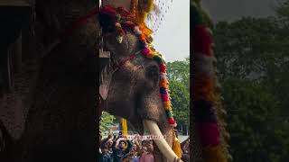 𝐑𝐚𝐦𝐚𝐧 thechikottukavuramachandran aanapremi elephant aanakotta aana