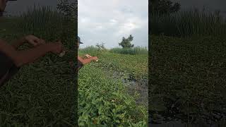 ASTAGA KIRAIN ikan ternyataaaa !!!!