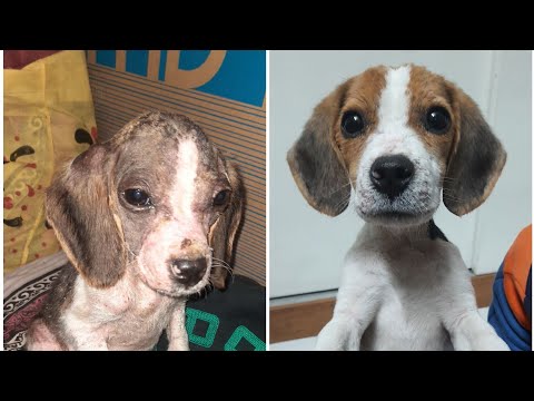 Waheguru-the Saviour |Tough Journey of Biggu | Biggu- the warrior |Dr Taranjot | MasterGunnveerSingh