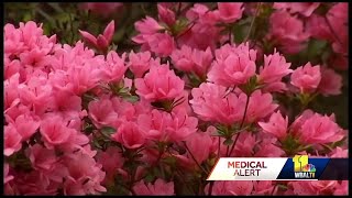 Climate change raising pollen counts, doctor says
