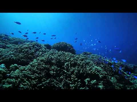 Gombessa II Expedition "The Grouper Mystery" - Episode 05