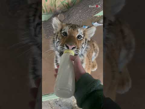 Cute tiger cub wholesomely sucks bottle of milk