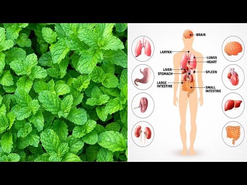 image-Is mint a spice or herb?