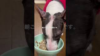 2026.3.26朝ごはん#ブルテリア#bullterrier#犬#犬との暮らし#愛犬#dog#可愛い#わんこ#お散歩#family#パピー #仔犬