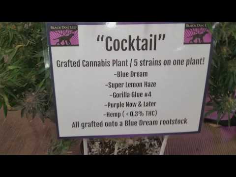 Cocktail Plant