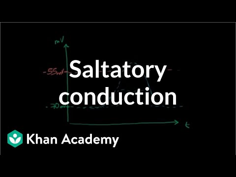 Saltatory conduction in neurons | Human anatomy and physiology | Health & Medicine | Khan Academy