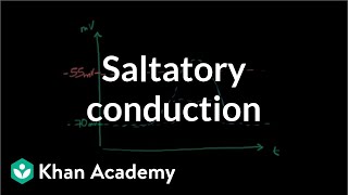 Saltatory conduction in neurons | Human anatomy and physiology | Health & Medicine | Khan Academy