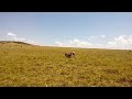 Topi Caught By Hyena And Gets Eaten Alive