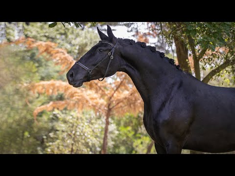 **SOLD** Elegant piro-free black mare by Jalifa OC - affordable riding project (REF#859)