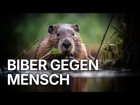 Invasion der Biber | Wissenschaft trifft Wildnis