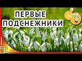 Первые подснежники 