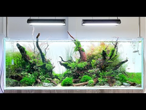 Big Aquascape Tutorial Step by Step, Our Largest Display, 150cm Planted Tank at Aquarium Gardens