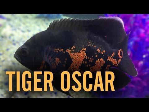 Watch Video on YouTube