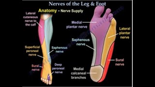 Nerves Of The Leg &amp; Foot - Everything You Need To Know - Dr. Nabil Ebraheim