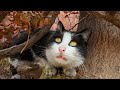 Very Cute Tuxedo Cat With Gentle Meow