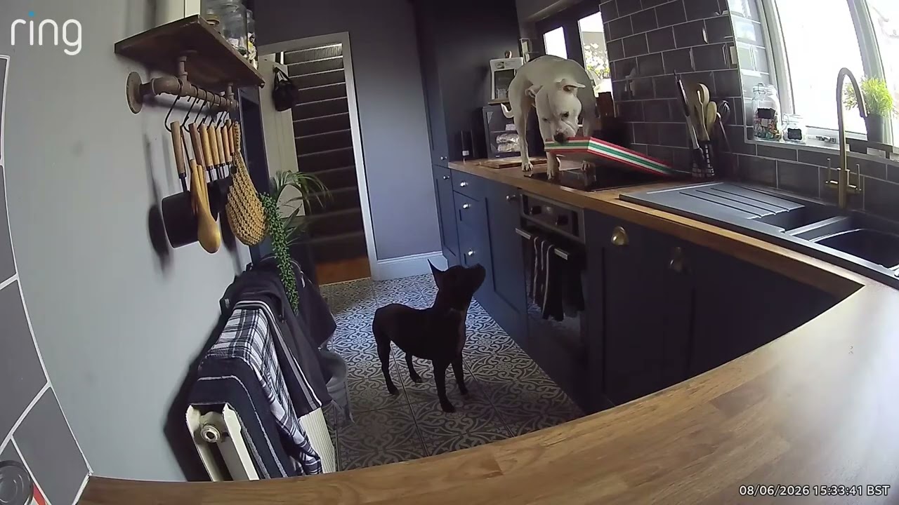 Dog Jumps Up On Counter And Knocks Pizza Down || ViralHog