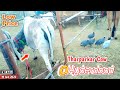 Cow For Sale In Hyderabad Telngana Tharparkar Breed A2milk Cow D Srinivas 8639397186 Cow Videos