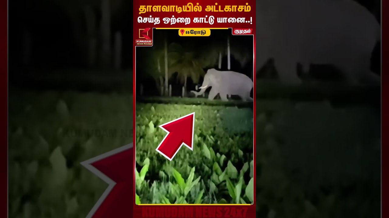 ஈரோடு தாளவாடியில் ஒற்றை காட்டு யானை அட்டகாசம்..! கிராம மக்கள் அச்சம்| Erode News| Kumudam News