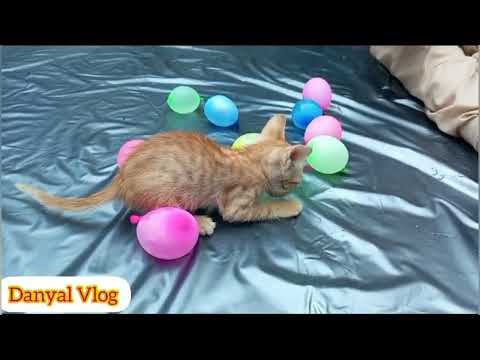 #CatsLovers#Activities Of My Lovely Kitten🐈Danyal's 2nd Vlog#kittens #cats #cats vlog