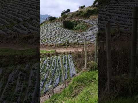Cultivo de fresas (Sibaté - Cundinamarca)