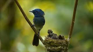 Download lagu BURUNG KEHICAP RANTING - Memantau langsung sarang burung kehicap ranting di dalam hutan mp3