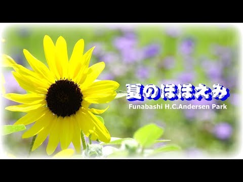 2019夏に微笑むデンマークに咲くひまわり【アンデルセン公園】（千葉県船橋市）[4K]