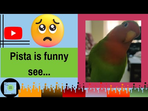 Peach faced lovebird funny activities / Cute moments of Pista 37 #amusingbeauties #shorts