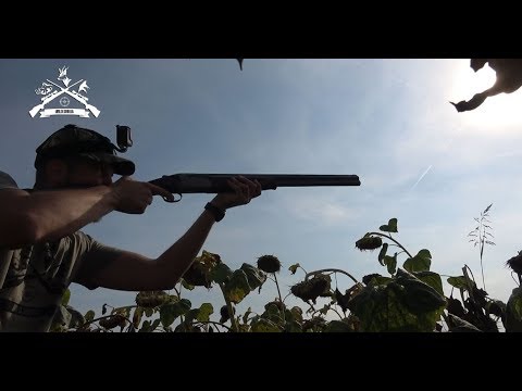 Dove hunting in Serbia (lov na golubice) V235